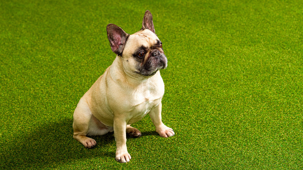 K9 Pet Grass Systems